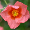 Helianthemum Sudbury Gem - Abriachan Nurseries